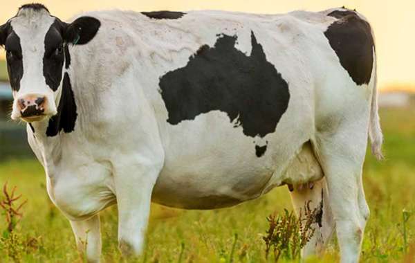 Revolutionizing Dairy Farming: The Milking Machine Advantage