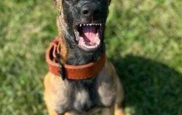 Adorable Male and Female Belgian Malinois Puppies for Sale