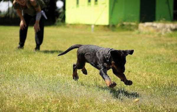 Unleashing Canine Potential: Dog Training Boot Camp in Shawnee Mission