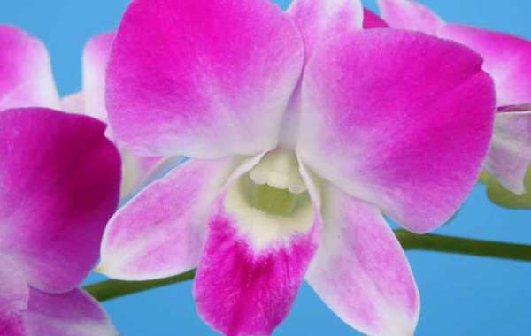 Buy Orchids Wholesale Online- Here Are Some Of The Reasons.
