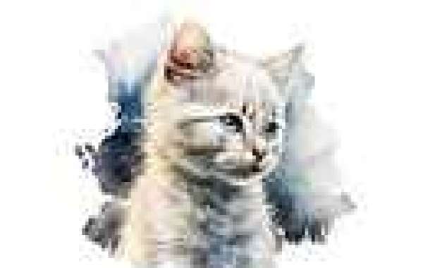 Shorthair Kittens for Sale: Discover Your New Feline Friend