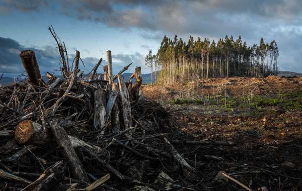 Best Pasture Land Clearing Method: A Story Worth Telling