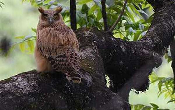 species of birds in bhutan