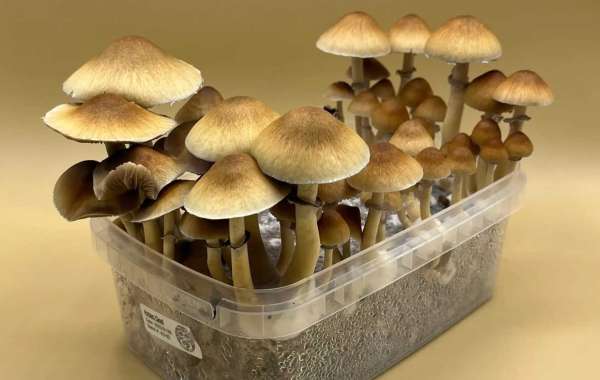Savor the Journey: Cultivate Golden Emperor Mushrooms Using Shroombox.co's Grow Kit