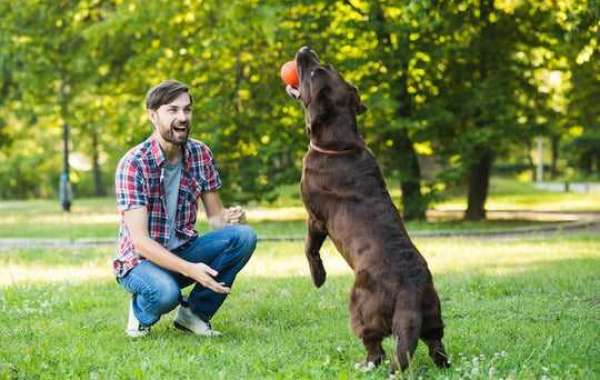 Affordable Dog Obedience Training: Transforming Your Canine Companion