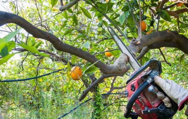 How Tree Pruning and Trimming Is Important?