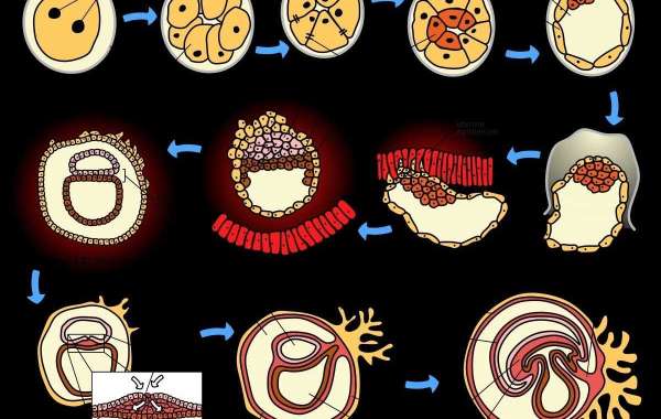 Ontogenetic Market Trends To Chart Positive Growth With 3.70% CAGR By 2030