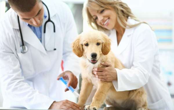 Pawsitively Lucrative: Investing in the Pet Care Market's Growth