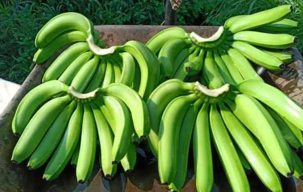 Nurturing Global Palates: The Journey of a Banana Export Company