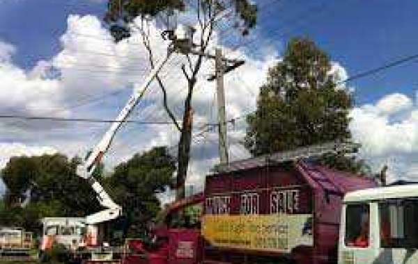 Nurturing Your Landscape: Choosing the Right Tree Removal Service in Mount Eliza