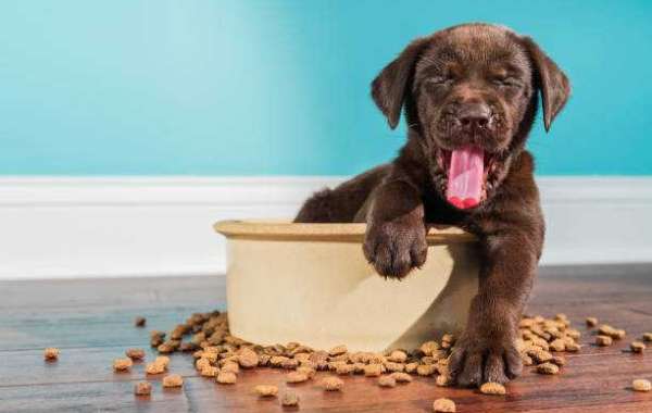 Get the Best Dog Food For Your Dog in Dubai