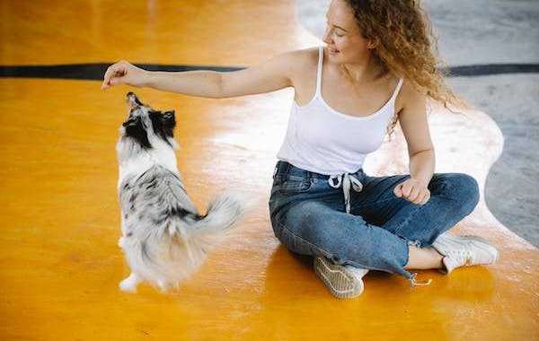 Elevating Canine Training: The Benefits of Board and Train Programs in Fallbrook