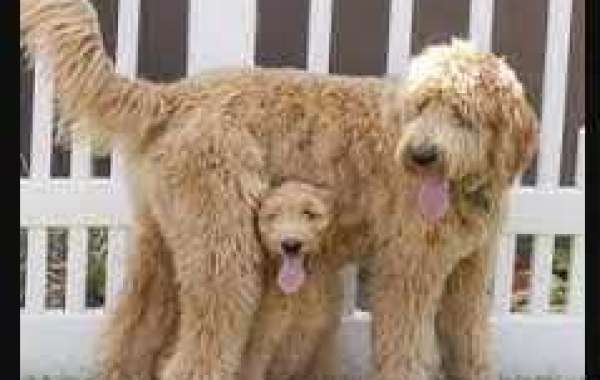 Golden Doodles For Sale Near Me: Finding Your Perfect Furry Companion