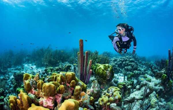 Dive into Savings: Affordable Diving Experiences in Phuket