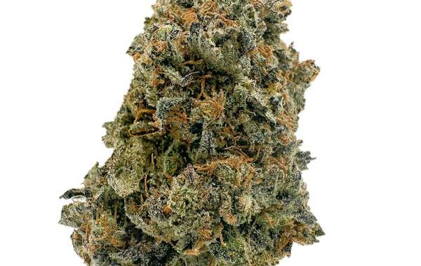 From Novice to Connoisseur: Embark on a Journey Through BC's Premier Sativa Strains at Buyweed