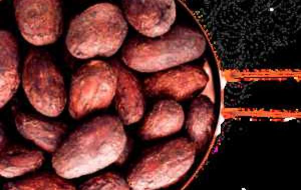 The Rich Essence of Chocolate: Immortal Investment BV's Dried Cocoa Beans Await You