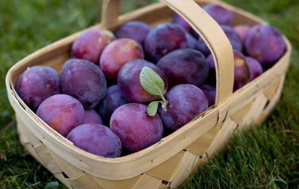 Prunus Incorporates Well being Benefiting Phytochemicals