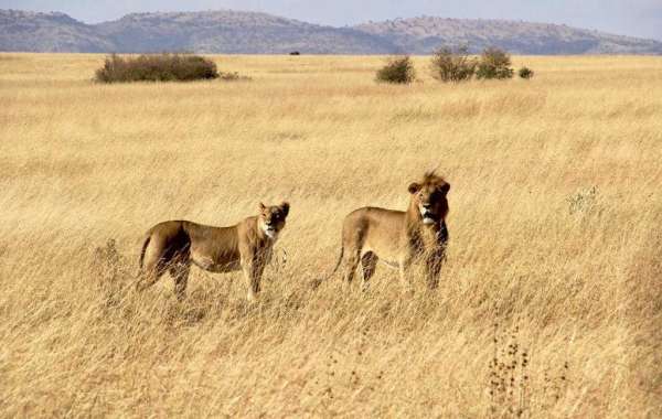 Unveiling Kenya's Safari Splendor: A Trustworthy Guide to Booking Your Dream Safari Accommodation