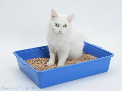 Cat Litter Market Size, Analysis, Share, Research, Business Growth and Forecast to 2033