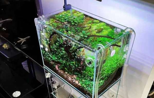 Transform Your Underwater World: How LED Lighting Enhances Aquascapes