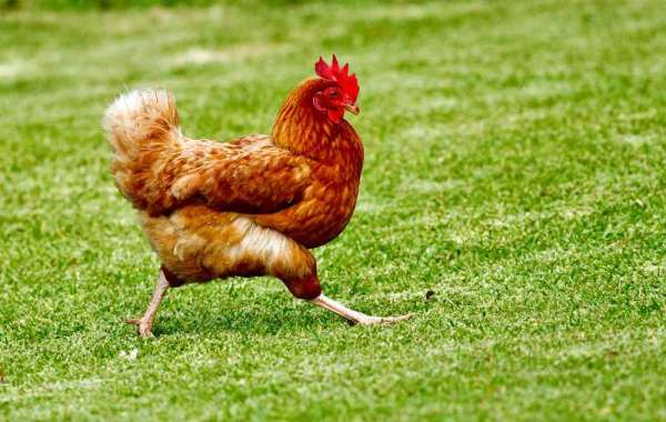 Animal Protein To Grow In The 6 Key Regions