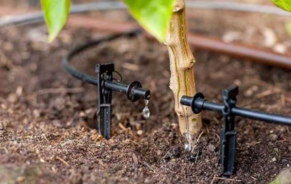 What’s the Best Way to Keep Your Melbourne Lawn Healthy?