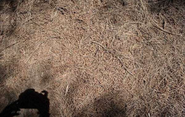 Does Creatine Break A Fast? Revealing The Truth