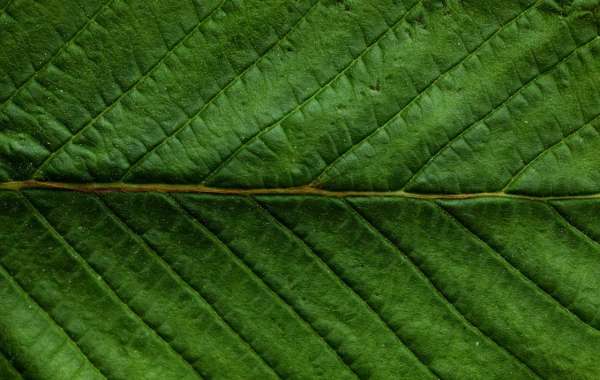 How to Stay Patient While Mastering THC Vape